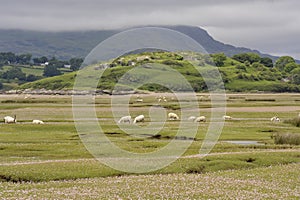 Dwyryd Estuary sheep in Wales