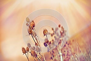 Dy thistle (dry burdock)