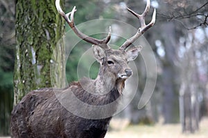 Dybowskii Deer Portrait in Winter Head Close Up
