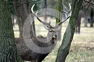 Dybowskii Deer Winter in the Forest Between Trees Close Up