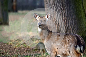 Dybowskii Female Deer in the Forest Winter Close Up