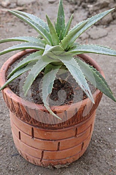 Dyckia brevifolia plant on pot photo