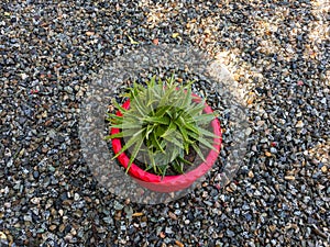 Dyckia brevifolia sawblade plant with a waxy foliage, thick and sharp leaves