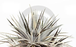 Dyckia bromelaid plant closeup view