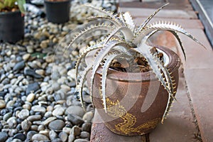 Dyckia