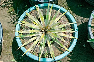 Dyckia sawblade in a pot top view