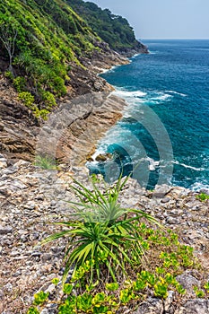 Dyckia tobatiensis and Barringtonia asiatica plant on rugged shoreline of Tachai island.