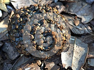 Dye-Makers False Puffball Mushroom