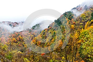 Dyed Mountains and Forests,Cloud and Mist