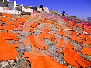 Dyed sheepskins drying in cemetry