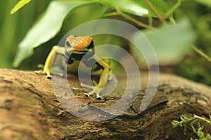 Dyeing dart frog