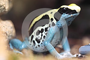 Dyeing dart frog