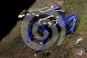 Dyeing dart frog, Dendrobates tinctorius, Bakhuis Suriname photo