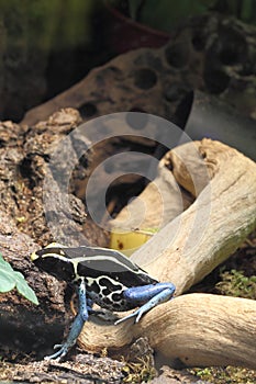 Dyeing dart frog