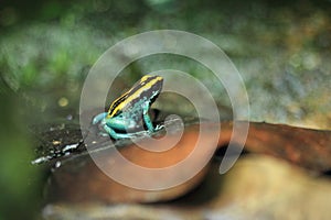 Dyeing dart frog