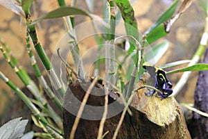 Dyeing dart frog
