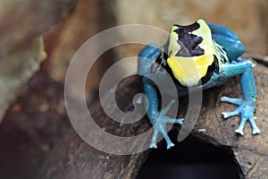 Dyeing dart frog