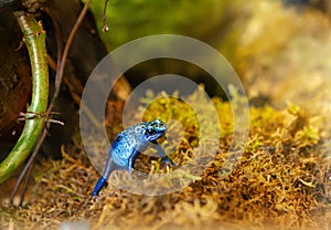 Dyeing Poison-arrow frog Dendrobates tinctorius