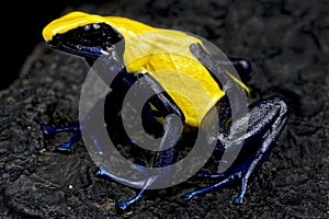 Dyeing poison dart frog (Dendrobates tinctorius)