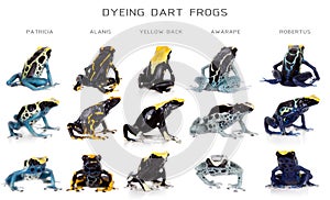 Dyeing poison dart frogs set, Dendrobates tinctorius, on white photo