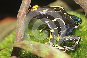 Dyeing poison frog photo