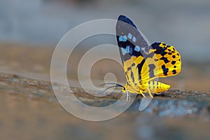Dyephania militaria moth photo