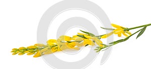 Dyer`s broom flowers