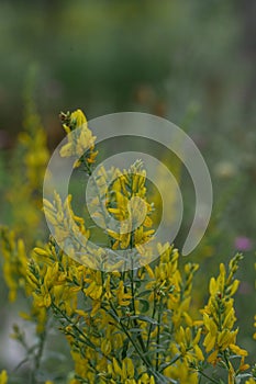Dyer’s broom Genista tinctoria, plant with yellow flowers