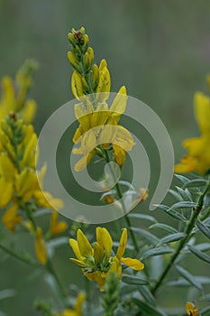 Dyer’s broom Genista tinctoria, yellow flowers
