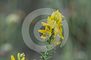 Dyer’s broom Genista tinctoria, yellow flowers