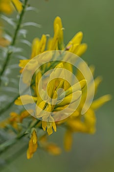 Dyer’s broom Genista tinctoria, yellow flowers in close-up