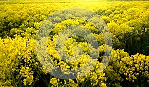 Dyer`s woad, golden green field