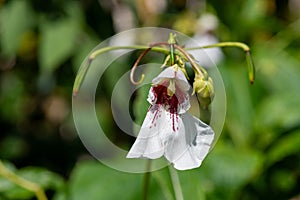 Dyers busy lizzie (impatiens tinctoria) flower