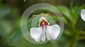 Dyers busy lizzie, Impatiens tinctoria, white-purple hooded flower photo