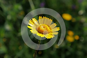 Dyers\' chamomile - Cota tinctoria photo