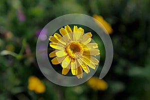 Dyers\' chamomile - Cota tinctoria photo