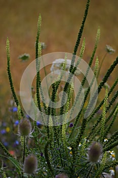 Dyers-rocket with other Wildflowers photo