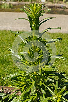 Dyers rocket or Reseda Luteola plant in Saint Gallen in Switzerland photo