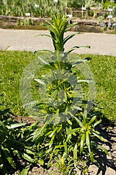 Dyers rocket or Reseda Luteola plant in Saint Gallen in Switzerland photo