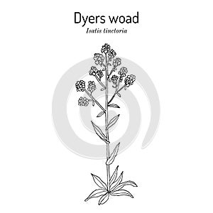 Dyers woad, or glastum Isatis tinctoria , medicinal plant photo