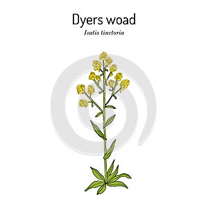 Dyers woad, or glastum Isatis tinctoria , medicinal plant photo