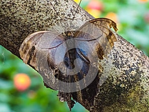 A dying blue morpho butterfly sits on a tree photo