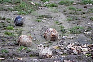 Dying cabbage plants on a cabbage farm show failure of crops and crop shortfall after weather disasters like tornado or hurricane