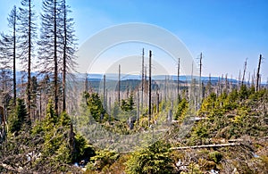 Dying catastrophic forests. Through climate change, drought and bark beetles. Dynamics through motion blur