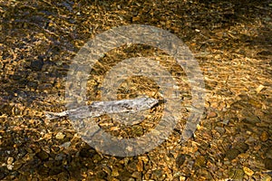 Dying Chinook Salmon during spawning season, Ketchikan Creek, Ketchikan, Alaska.