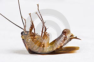 Dying cockroach