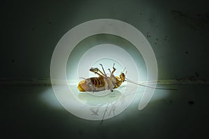 Dying cockroach found under spotlight in the dark