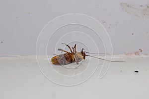 Dying cockroach lying dead on the floor, in the corner of a room