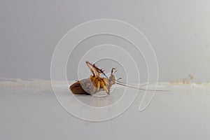 Dying cockroach lying dead on the floor of a room