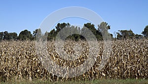 Dying Cornfield